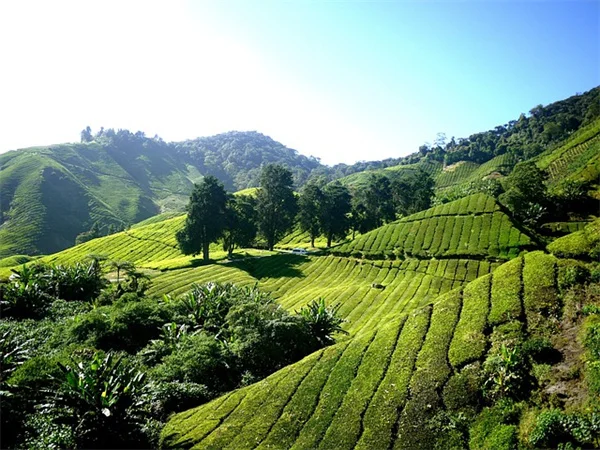 Chronic Fatigue Syndrome: 4.3 Million Americans Affected & How to Cope