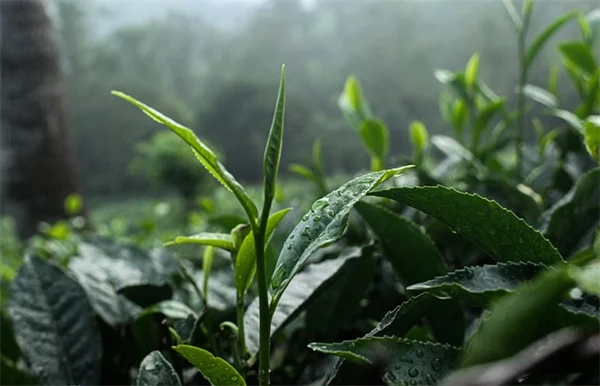 Jane Fonda's Cancer Remission: What You Need to Know About Non-Hodgkin's Lymphoma